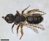  ( - RMNH.INS.1660309)  @11 [ ] by-nc-sa (2024) Unspecified Naturalis Biodiversity Centre