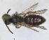  ( - RMNH.INS.1660310)  @11 [ ] by-nc-sa (2024) Unspecified Naturalis Biodiversity Centre