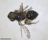  ( - RMNH.INS.1660321)  @11 [ ] by-nc-sa (2024) Unspecified Naturalis Biodiversity Centre
