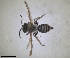  (Andrena erberi - RMNH.INS.1660331)  @11 [ ] by-nc-sa (2024) Unspecified Naturalis Biodiversity Centre
