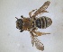  ( - RMNH.INS.1660334)  @11 [ ] by-nc-sa (2024) Unspecified Naturalis Biodiversity Centre