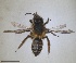  (Andrena paramythensis - RMNH.INS.1660355)  @11 [ ] by-nc-sa (2024) Unspecified Naturalis Biodiversity Centre