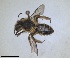  ( - RMNH.INS.1660357)  @11 [ ] by-nc-sa (2024) Unspecified Naturalis Biodiversity Centre