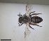  ( - RMNH.INS.1660364)  @11 [ ] by-nc-sa (2024) Unspecified Naturalis Biodiversity Centre