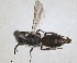  (Andrena tomora - RMNH.INS.1660371)  @11 [ ] by-nc-sa (2024) Unspecified Naturalis Biodiversity Centre