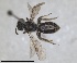  (Andrena passerina - RMNH.INS.1660383)  @11 [ ] by-nc-sa (2024) Unspecified Naturalis Biodiversity Centre