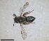  (Andrena kornosica - RMNH.INS.1660405)  @11 [ ] by-nc-sa (2024) Unspecified Naturalis Biodiversity Centre
