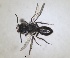  ( - RMNH.INS.1660406)  @11 [ ] by-nc-sa (2024) Unspecified Naturalis Biodiversity Centre