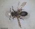  ( - RMNH.INS.1660408)  @11 [ ] by-nc-sa (2024) Unspecified Naturalis Biodiversity Centre