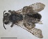  ( - RMNH.INS.1660410)  @11 [ ] by-nc-sa (2024) Unspecified Naturalis Biodiversity Centre