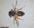 (Andrena nucleola - RMNH.INS.1660416)  @11 [ ] by-nc-sa (2024) Unspecified Naturalis Biodiversity Centre