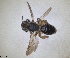  (Andrena athenensis - RMNH.INS.1660429)  @11 [ ] by-nc-sa (2024) Unspecified Naturalis Biodiversity Centre