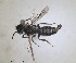  (Andrena fria - RMNH.INS.1660431)  @11 [ ] by-nc-sa (2024) Unspecified Naturalis Biodiversity Centre
