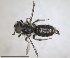  ( - RMNH.INS.1660439)  @11 [ ] by-nc-sa (2024) Unspecified Naturalis Biodiversity Centre