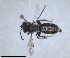  (Andrena neocypriaca - RMNH.INS.1660440)  @11 [ ] by-nc-sa (2024) Unspecified Naturalis Biodiversity Centre