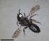  (Andrena muscaria - RMNH.INS.1660452)  @11 [ ] by-nc-sa (2024) Unspecified Naturalis Biodiversity Centre