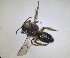  ( - RMNH.INS.1660453)  @11 [ ] by-nc-sa (2024) Unspecified Naturalis Biodiversity Centre