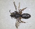  ( - RMNH.INS.1660454)  @11 [ ] by-nc-sa (2024) Unspecified Naturalis Biodiversity Centre