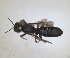  ( - RMNH.INS.1660458)  @11 [ ] by-nc-sa (2024) Unspecified Naturalis Biodiversity Centre