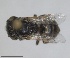 ( - RMNH.INS.1660459)  @11 [ ] by-nc-sa (2024) Unspecified Naturalis Biodiversity Centre