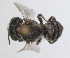  ( - RMNH.INS.1660460)  @11 [ ] by-nc-sa (2024) Unspecified Naturalis Biodiversity Centre