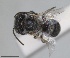  ( - RMNH.INS.1660461)  @11 [ ] by-nc-sa (2024) Unspecified Naturalis Biodiversity Centre