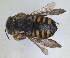  ( - RMNH.INS.1660480)  @11 [ ] by-nc-sa (2024) Unspecified Naturalis Biodiversity Centre