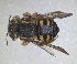  ( - RMNH.INS.1660481)  @11 [ ] by-nc-sa (2024) Unspecified Naturalis Biodiversity Centre
