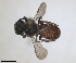  ( - RMNH.INS.1660505)  @11 [ ] by-nc-sa (2024) Unspecified Naturalis Biodiversity Centre