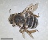  ( - RMNH.INS.1661511)  @11 [ ] by-nc-sa (2024) Unspecified Naturalis Biodiversity Centre