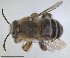  ( - RMNH.INS.1661513)  @11 [ ] by-nc-sa (2024) Unspecified Naturalis Biodiversity Centre