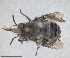  ( - RMNH.INS.1661543)  @11 [ ] by-nc-sa (2024) Unspecified Naturalis Biodiversity Centre