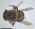  ( - RMNH.INS.1661544)  @11 [ ] by-nc-sa (2024) Unspecified Naturalis Biodiversity Centre