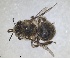  ( - RMNH.INS.1661553)  @11 [ ] by-nc-sa (2024) Unspecified Naturalis Biodiversity Centre