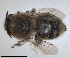  ( - RMNH.INS.1661554)  @11 [ ] by-nc-sa (2024) Unspecified Naturalis Biodiversity Centre