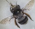  ( - RMNH.INS.1661560)  @11 [ ] by-nc-sa (2024) Unspecified Naturalis Biodiversity Centre
