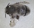  ( - RMNH.INS.1661561)  @11 [ ] by-nc-sa (2024) Unspecified Naturalis Biodiversity Centre