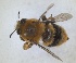  ( - RMNH.INS.1661563)  @11 [ ] by-nc-sa (2024) Unspecified Naturalis Biodiversity Centre