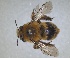  ( - RMNH.INS.1661564)  @11 [ ] by-nc-sa (2024) Unspecified Naturalis Biodiversity Centre