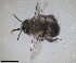 ( - RMNH.INS.1661693)  @11 [ ] by-nc-sa (2024) Unspecified Naturalis Biodiversity Centre