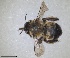  ( - RMNH.INS.1661695)  @11 [ ] by-nc-sa (2024) Unspecified Naturalis Biodiversity Centre