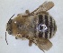  ( - RMNH.INS.1662427)  @11 [ ] by-nc-sa (2024) Unspecified Naturalis Biodiversity Centre