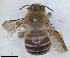  ( - RMNH.INS.1662428)  @11 [ ] by-nc-sa (2024) Unspecified Naturalis Biodiversity Centre