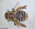  ( - RMNH.INS.1662429)  @11 [ ] by-nc-sa (2024) Unspecified Naturalis Biodiversity Centre