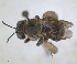  (Ancyla holtzi - RMNH.INS.1662438)  @11 [ ] by-nc-sa (2024) Unspecified Naturalis Biodiversity Centre