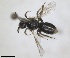  ( - RMNH.INS.1662441)  @11 [ ] by-nc-sa (2024) Unspecified Naturalis Biodiversity Centre