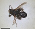  ( - RMNH.INS.1662498)  @11 [ ] by-nc-sa (2024) Unspecified Naturalis Biodiversity Centre