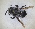  ( - RMNH.INS.1662547)  @11 [ ] by-nc-sa (2024) Unspecified Naturalis Biodiversity Centre
