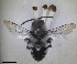  ( - RMNH.INS.1662548)  @11 [ ] by-nc-sa (2024) Unspecified Naturalis Biodiversity Centre