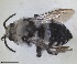  ( - RMNH.INS.1662551)  @11 [ ] by-nc-sa (2024) Unspecified Naturalis Biodiversity Centre